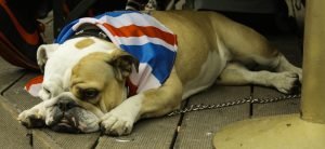 British bulldog with union flag bandana collapsed tired on decking