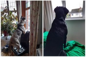 Lonely dogs on the lookout for their owners