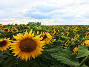Ukrainian sunflowers