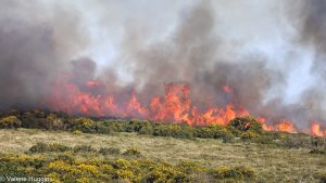 gorse fire on Dartmoor